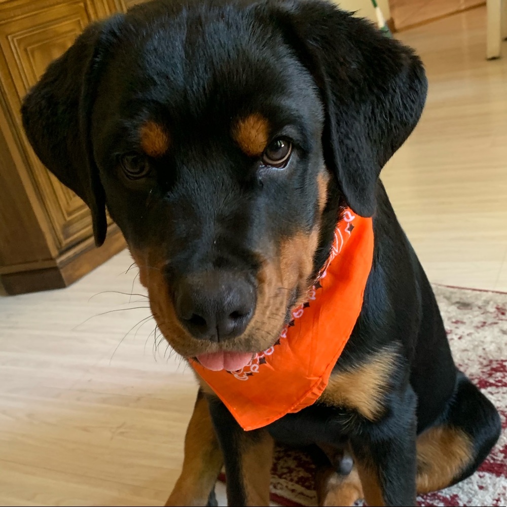 Meet your Posher, Zackary